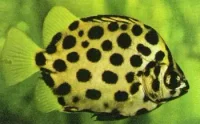 Grøn Argusfisk (Scatophagus argus)