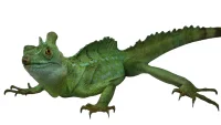 Grøn bassilisk (basiliscus plumifrons)