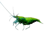 Grøn Jade Reje (Neocaridina davidi variant Green Jade)