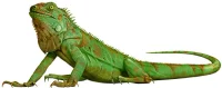 Grøn leguan (Iguana iguana)
