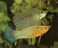Grøn Sejlfinnemolly (Poecilia velifera )