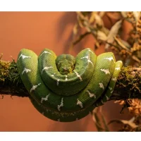 Grøn Træboa unge Corallus Caninus