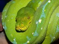 Grøn træpython (Morelia viridis)