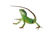 Grøn vandagame Physignatus concincinus