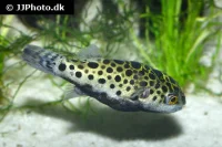 Grønplettet kuglefisk (Tetraodon Nigroviridis)