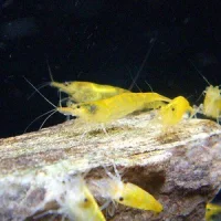 Gul Dværgreje (Neocaridina davidi) yellow fire