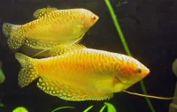 Gul gurami (Trichogaster trichopterus)