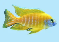 Gul Påfugle Cichlide (Aulonocara sp. Stuartgranti Maleri, Maleri Is.)