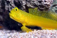Gul Reje-gobi (Cryptocentrus cinctus)