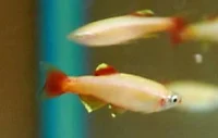Gul skybjerg fisk (Tanichthys albonubes)