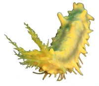 Gul Sø-agurk (Colochirus robustus)