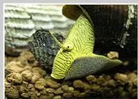 Gul Sulawesi Tornsnegl (Tylomelania sp.)
