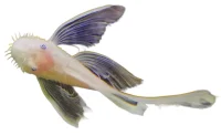 Guld Langfinnet Skægget Sugemalle (Ancistrus sp.)