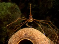 Gullinieret pilekrabbe (Stenorhynchus seticornis)