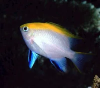 Gulrygget Damsel (Neoglyphidodon Melas)
