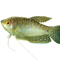 Gurami blå  (Trichogaster trichopterus)