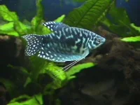 Gurami blå marmor (Trichogaster trichopterus)