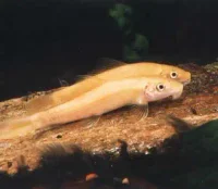 Gylden Algeæder (Gyrinocheilus aymonieri)