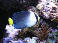 Haetodontoplus Mesoleucus