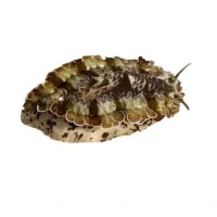 Haliotis asinina Abalone 6-10 cm