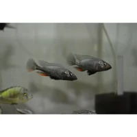 Haplochromis theuertherion