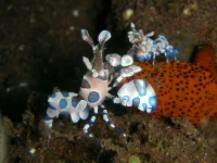 Harlekinreje (Hymenocera picta)