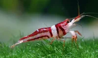Harlequin Kardinalreje (Caridina spongicola)