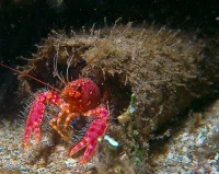 Hawaii Dværghummer (Enoplometopus occidentalis)