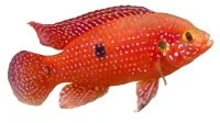 Hemichromis sp. Moanda 3-5 cm