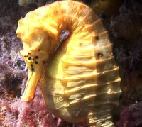 Hippocampus abdominalis
