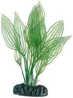 Hobby Aponogeton 16 cm