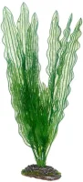 Hobby Aponogeton 39 cm