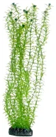 Hobby Lagarosiphon 34 cm
