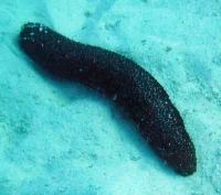 Holothuria atra Søpølse sort