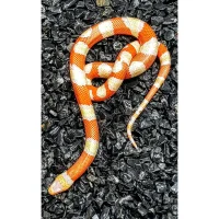 Honduras Mælkesnog Albino (Lampropeltis triangulum hondurensis)