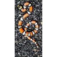 Honduras mælkesnog unge (Lampropeltis triangulum hondurensis)