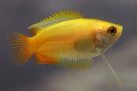 Honning gurami (Colisa chuna gold)