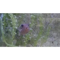 Hvid Plettet kuffertfisk (Ostracion Meleagris)