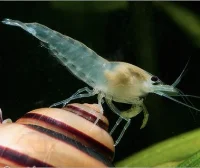 Hvid Reje (Neocaridina zhangjiajiensis sp. White)