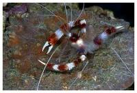 Hvidbåndet pudsereje (Stenopus hispidus)