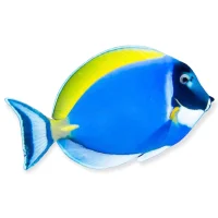 Hvidbrystet Kirurgfisk (Acanthurus leucosternon) Large