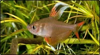 Hvidfinnet Rosentetra (Hyphessobrycon bentosi)