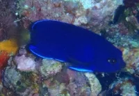 Hvidhalet Pygmæ dværgkejserfisk (Centropyge flavicauda)