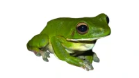 Hvidlæbet løvfrø ( Litoria infrafrenata)