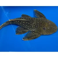 Hypostomus Luteus 22-24 cm Fase 2