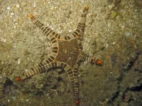 Ikon Søstjerne (Iconaster longimanus)