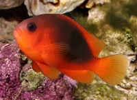 Ild Klovnefisk (Amphiprion ephippium) opdræt