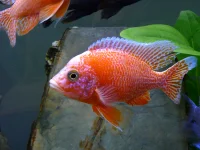 Ild Påfugle Cichlide (Aulonocara sp. Firefish)