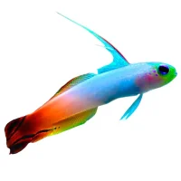 Ildhalekutling (Nemateleotris magnifica)