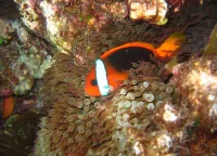 Ildklovnfisk (Amphiprion melanopus)